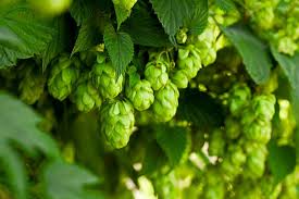 IPA - DIPA - NEIPA...